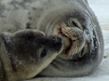 weddell seal video